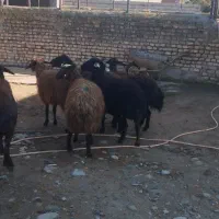 گوسفند|حیوانات مزرعه|سیمین شهر, |دیوار