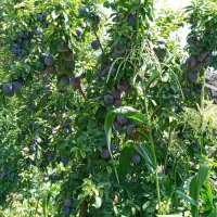 هرس کاری تک درخت|خدمات باغبانی و درختکاری|تبریز, |دیوار