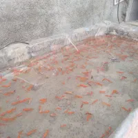 ماهی قرمز|ماهی|مزرعه کتول, |دیوار