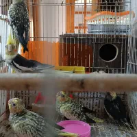 فروش فوری طوطی عروس هلندی سرلاکی نرم خور