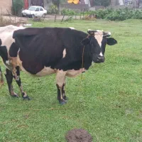 گاو دورگ باگوساله ماده سه ماهه