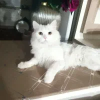 گربه پرشین گمشده در خسروشاه|گربه|خسروشاه, |دیوار