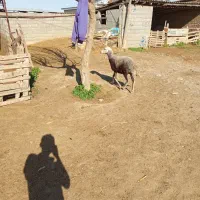 شیشک قوچ خورده