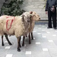 گوسفند خونی زیر قیمت ایران / گوسفند برای خون