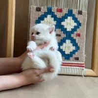 واگذاری گربه پرشین|گربه|یزد, |دیوار