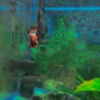 اکواریوم 100 لیتری|ماهی|پرند, فاز ۲|دیوار