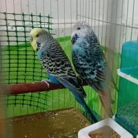 مرغ عشق انگلیسی|پرنده|یزد, |دیوار