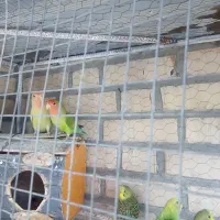 عروس،کوتوله، مرغ عشق