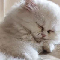 بچه گربه پرشین سفید فوقالعاده ناز|گربه|گلستان (تهران), |دیوار