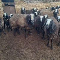 قوچ و بره قوچ