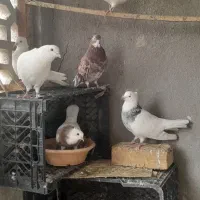 کبوتر