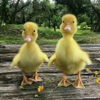 جوجه محلی. و. اردک 15روزه واکسن خورده