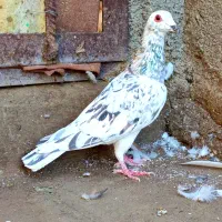 کفتر سار هفترنگ پرشی جون