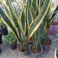 گل،گلدان،حراج|گل و گیاه طبیعی|مرودشت, فاز دوم شهرک فرهنگیان|دیوار