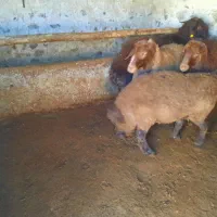 گوسفند چاق|حیوانات مزرعه|اردبیل, |دیوار