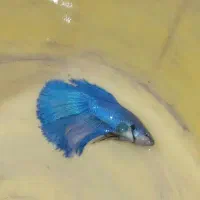 ماهی فایتر نر و ماده مولد تعداد|ماهی|مشهد, دریادل|دیوار