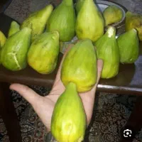 اسفند بهترین زمان