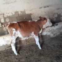 کوساله 4ماهه سیمنتال