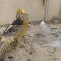 مرغ زینتی|حیوانات مزرعه|قم, انسجام|دیوار