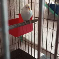 مرغ عشق رینبو|پرنده|میناب, |دیوار