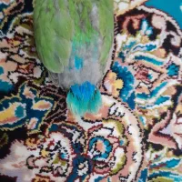 1طوطی برزیلی سرلاکی رنگ خاص