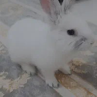 خرگوش نر 3 ماهه