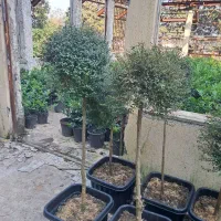 شمشاد طلایی. یاس هلندی. مورت