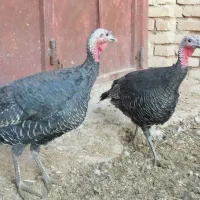 بوقلمون قو غاز