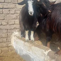 بزغاله|حیوانات مزرعه|پاکدشت, پاکدشت (مامازند)|دیوار