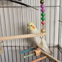 عروس هلندی|پرنده|رودهن, |دیوار