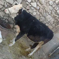 گوساله ماده|حیوانات مزرعه|بدره, |دیوار