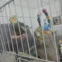 پرنده عروس هلندی