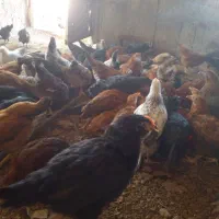 جوجه مرغ گلپایگان ومرندی اصل زیرنظرجهاد|حیوانات مزرعه|تربت‌حیدریه, پایانه مسافربری تربت حیدریه|دیوار