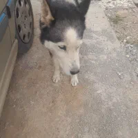 سک گرکاس فروشی