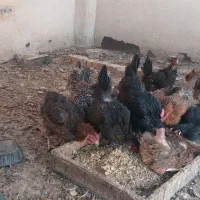 مرغ محلی جوان