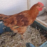 خروس  گلپایگان