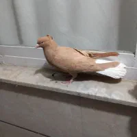 ماده زرد دم سفید . گرفتنی .