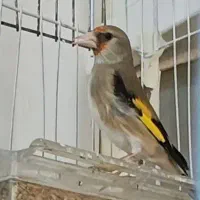 ماده سهره یک ساله