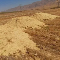 کاه دیم گندم اصل ریز گندم دهدشت پاک تمیز
