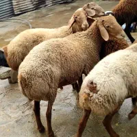 بره  نر مغان وافشار