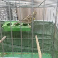 قناری|پرنده|قهدریجان, |دیوار