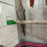 طوطی عروس ماده