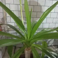 فروش گل