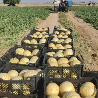 خربزه و هندوانه تازه‌چین با قیمت استثنایی|خدمات باغبانی و درختکاری|شوش, |دیوار