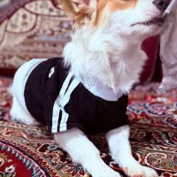 پت خونگی واگذاری