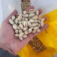 پسته دهن بست و پوک و روابی ...|عمده‌فروشی|گرمسار, |دیوار