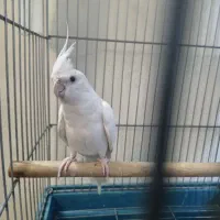 عروس ماده آلبینو ۲ ساله بالغ