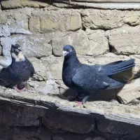 کبوتر پرشی|پرنده|قم, نیروگاه|دیوار