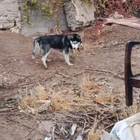 هاسکی اصلی فوری واگذار میشود|سگ|بجنورد, |دیوار