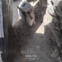 خرگوش ماده سالم سرحال|موش و خرگوش|تربت جام, مطهری|دیوار